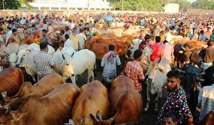 খুলনায় কোরবানির গরু আমদানি শুরু