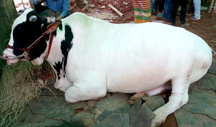 গাবতলীর হাটে ‘বীর বাহাদুর’ গাবতলীর হাটে ‘বীর বাহাদুর’