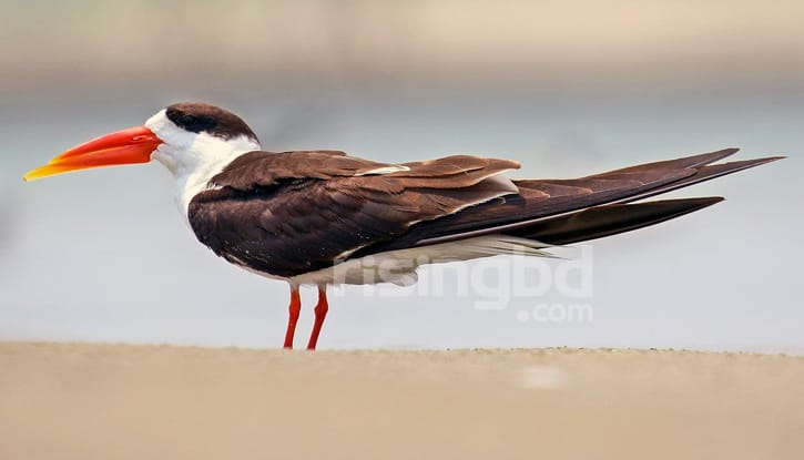 আজব ঠোঁটের পানিকাটা আজব ঠোঁটের পানিকাটা