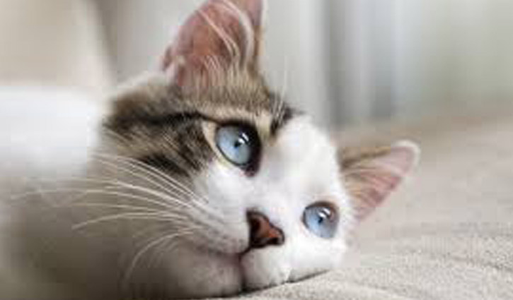 বিড়াল হত্যা : তরুণীর বিরুদ্ধে চার্জশিট