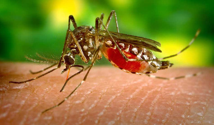 Child dies of dengue fever at DMCH
