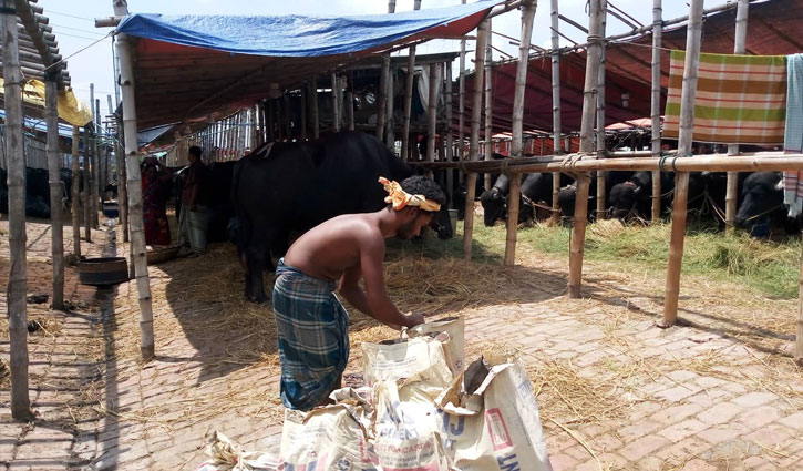Dengue panic grips city cattle markets