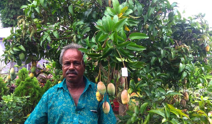 সবার নজর বারমাসি আম গাছে