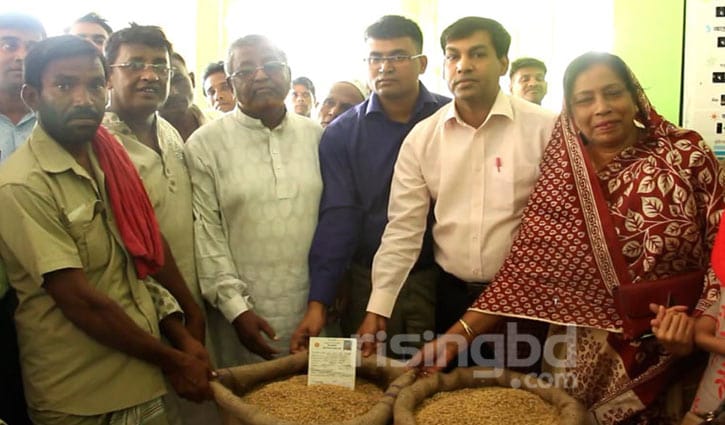 কৃষকের কাছ থেকে ধান সংগ্রহ শুরু কৃষকের কাছ থেকে ধান সংগ্রহ শুরু
