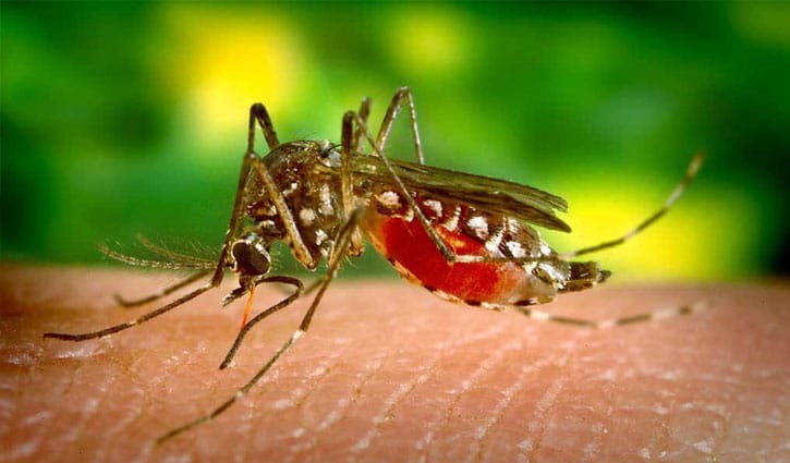ঘরের কোথায় থাকে ডেঙ্গু মশা? 