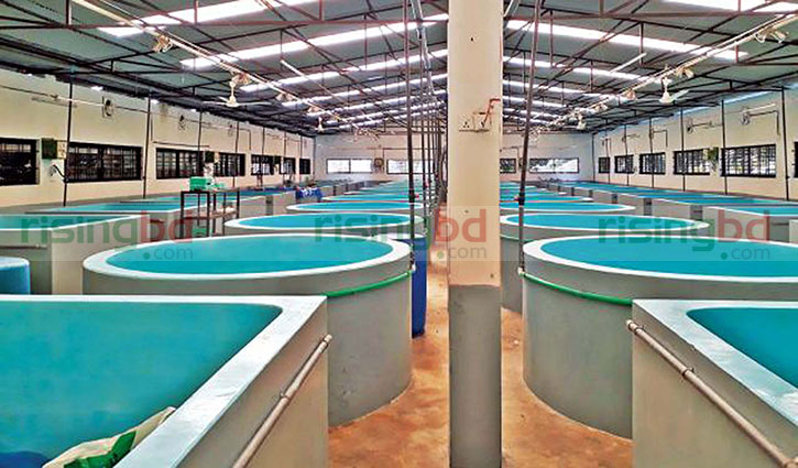 কমছে চিংড়ি পোনা উৎপাদন, কমছে রপ্তানি