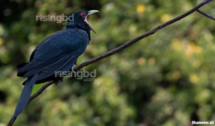 মাতৃত্বের স্বাদ থেকে বঞ্চিত কোকিল