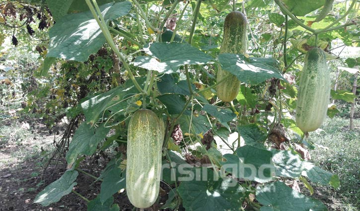 শসাতেই স্বপ্নের আয়! শসাতেই স্বপ্নের আয়!