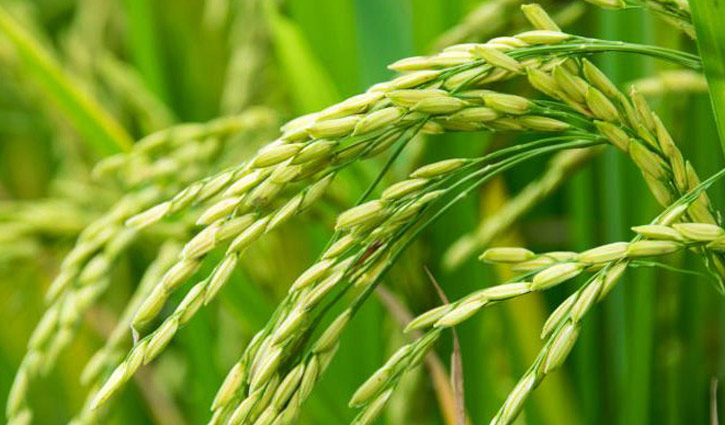 6 new species of paddy, wheat revealed