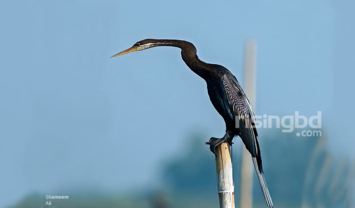 সাপ নয় সাপপাখি