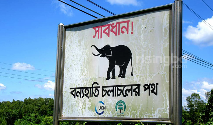 হাতি দেখতে চুনতি অভয়ারণ্যে হাতি দেখতে চুনতি অভয়ারণ্যে