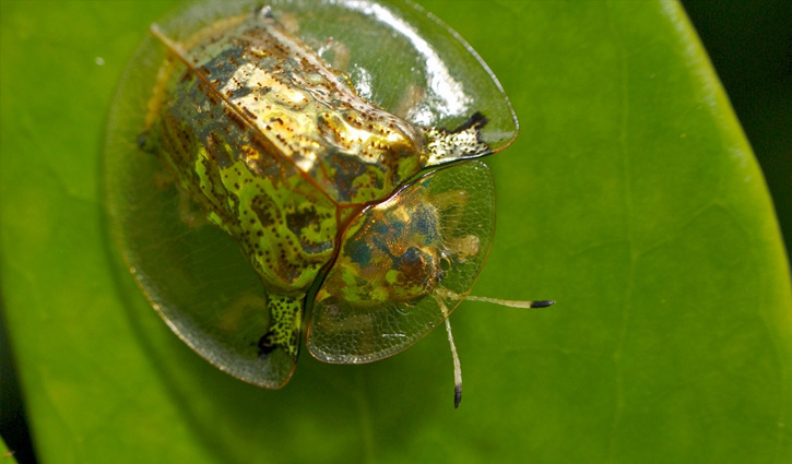 যে ৯ প্রাণী শরীরের রঙ পরিবর্তন করতে পারে