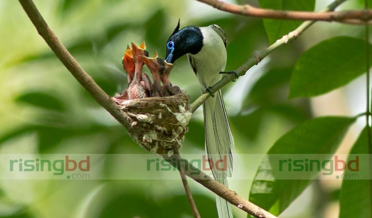 প্রকৃতির সঙ্গে যুদ্ধ করে বেঁচে আছে দুধরাজ পাখি প্রকৃতির সঙ্গে যুদ্ধ করে বেঁচে আছে দুধরাজ পাখি