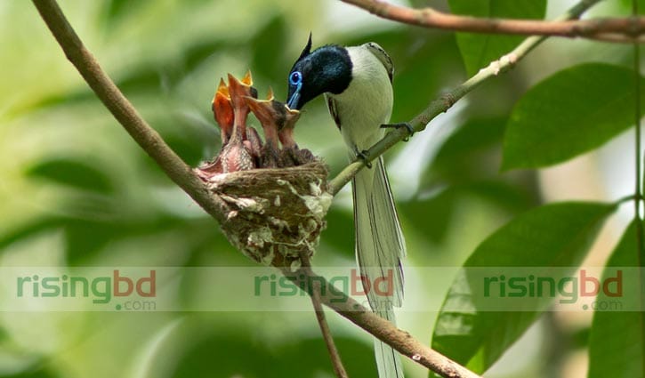 প্রকৃতির সঙ্গে যুদ্ধ করে বেঁচে আছে দুধরাজ পাখি