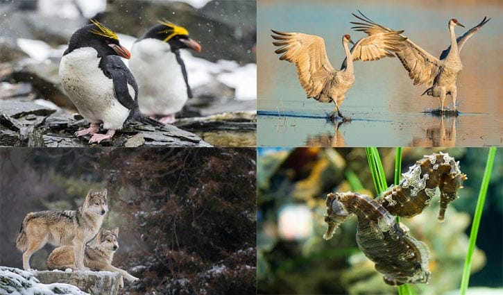যে ১১ প্রাণী সারাজীবন একসঙ্গে থাকে