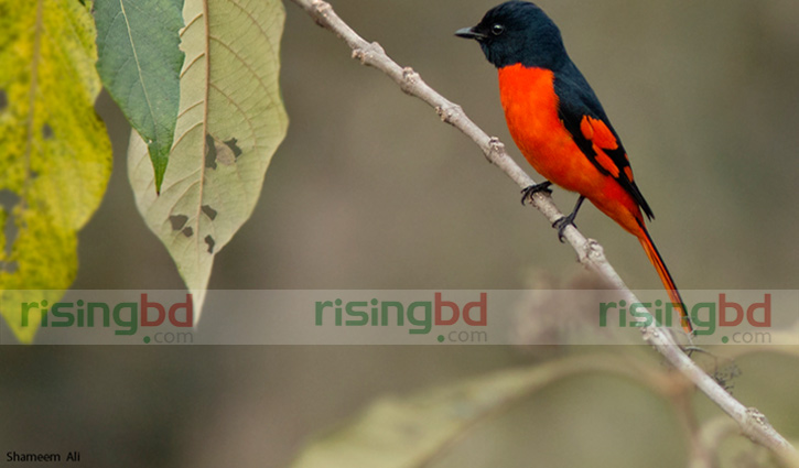 পাখির সঙ্গে সখ্য