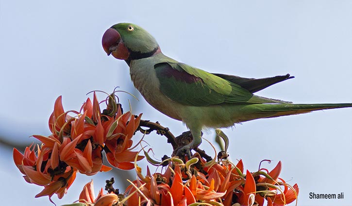 কথা বলা চন্দনা টিয়া কথা বলা চন্দনা টিয়া