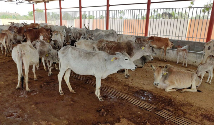 গরুর জন্য কোট কিনছে অযোধ্যা নগর কর্তৃপক্ষ