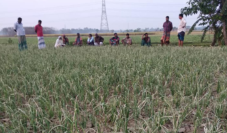 ভেড়ামারায় পেঁয়াজ ক্ষেতে দুর্বৃত্তের বিষ ভেড়ামারায় পেঁয়াজ ক্ষেতে দুর্বৃত্তের বিষ