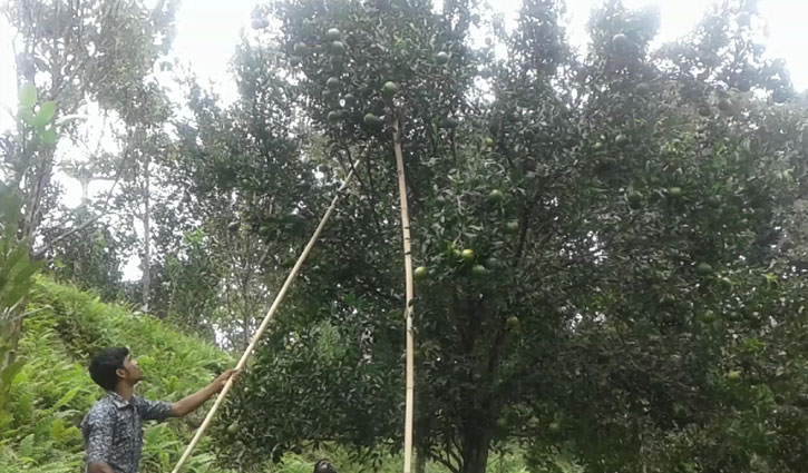 কমলার শত্রু গান্ধি পোকা কমলার শত্রু গান্ধি পোকা