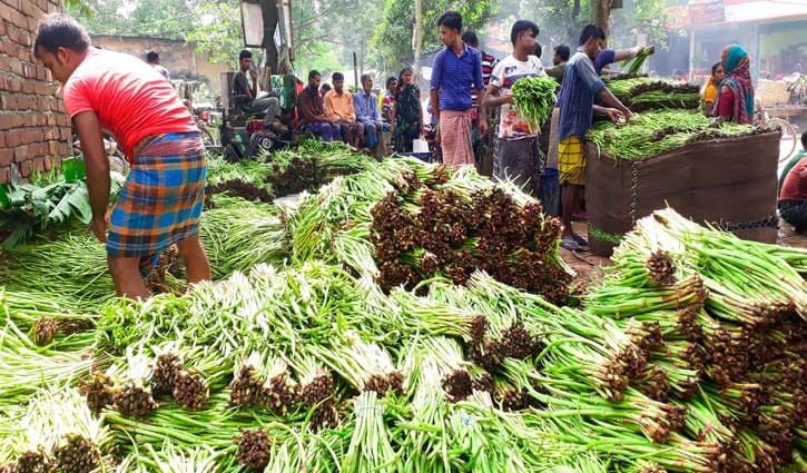 ৮ গ্রামের কৃষকের কচুর লতিতে ভাগ্য বদল ৮ গ্রামের কৃষকের কচুর লতিতে ভাগ্য বদল