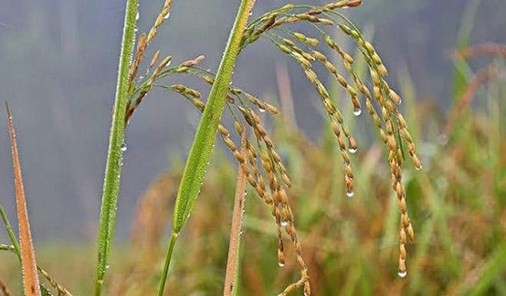 ধানের গায়ে হেমন্তের শিশির