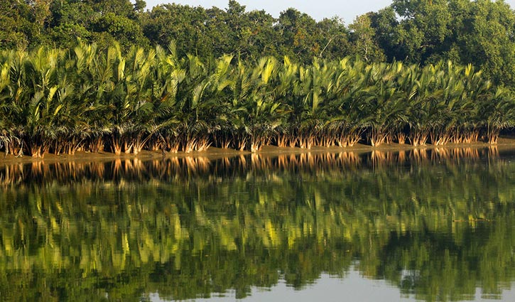 অপরাজেয় সুন্দরবন