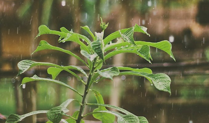 বৃষ্টিতে আতঙ্কবোধ করে গাছপালা! বৃষ্টিতে আতঙ্কবোধ করে গাছপালা!