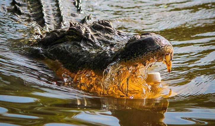 15-year-old boy saves young sister’s life after crocodile attacks