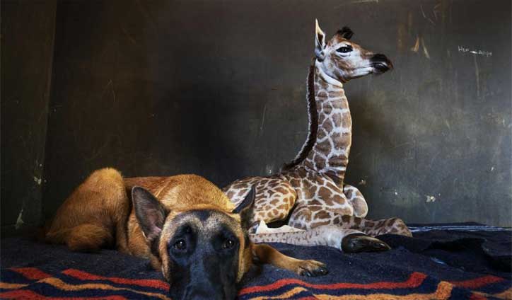 জিরাফের বাচ্চার সঙ্গে কুকুরের বন্ধুত্ব
