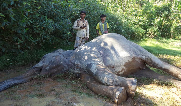 লামায় আবারো বুনো হাতি হত্যার অভিযোগ! লামায় আবারো বুনো হাতি হত্যার অভিযোগ!