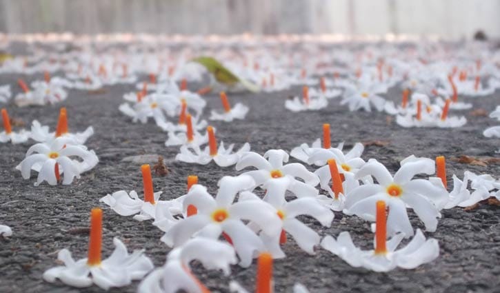 ভোরে বেদনা বুকে নিয়ে ঝরে পড়ে শিউলি