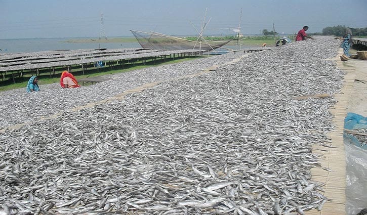 শুঁটকি মাছ সংরক্ষণে উদ্যোগ নেই