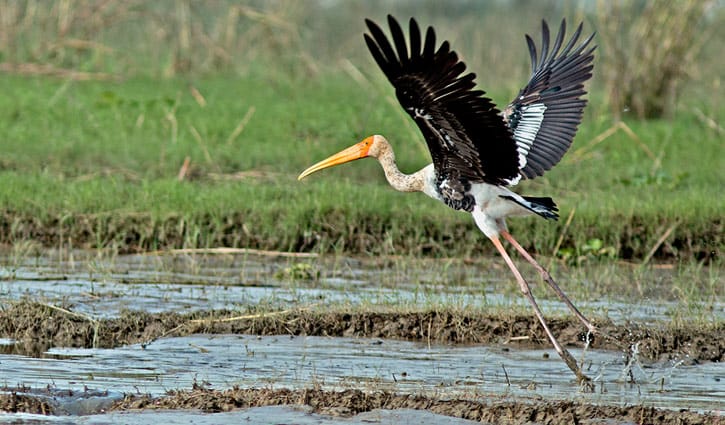 বাঁকা ঠোঁটের রঙ্গিলা বক বাঁকা ঠোঁটের রঙ্গিলা বক