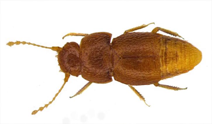 New beetle named after Greta Thunberg