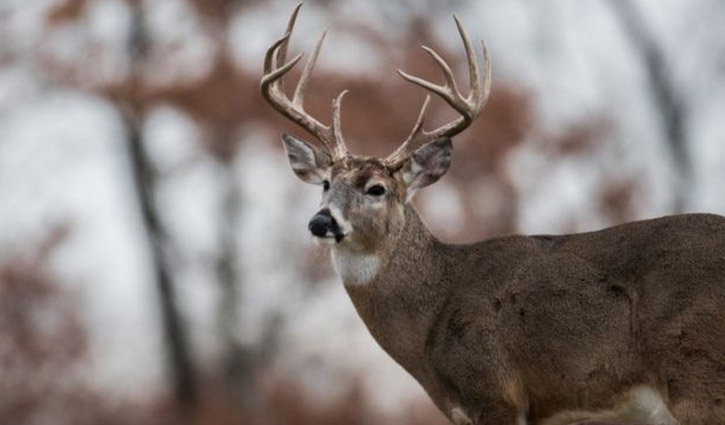 হরিণ শিকার করতে গিয়ে প্রাণ গেল শিকারির