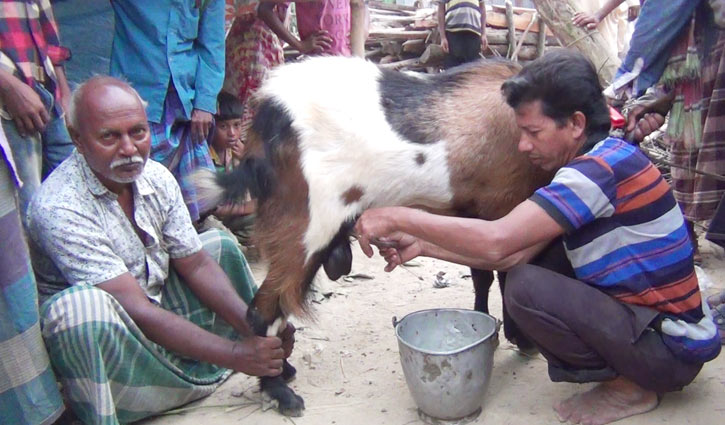 ছাগি নয় দুধ দিচ্ছে পাঁঠা