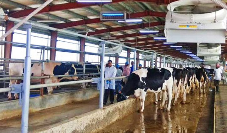 দুধে ইতিহাস গড়বে সাতঘরিয়ার ডাচ ডেইরি