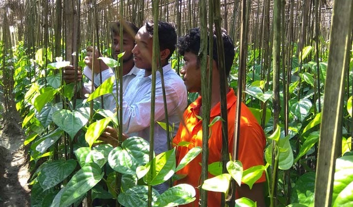 পান চাষে বিপ্লবের সম্ভাবনা পান চাষে বিপ্লবের সম্ভাবনা