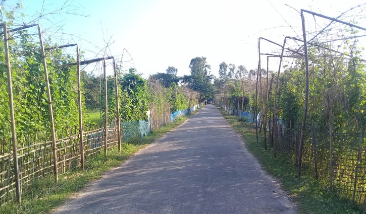 রাস্তার ধারে শিম চাষ! রাস্তার ধারে শিম চাষ!