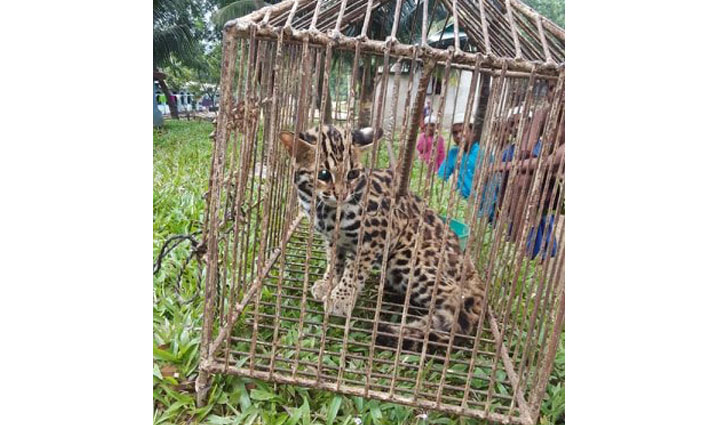 Cheetah cub rescued in Sunamganj