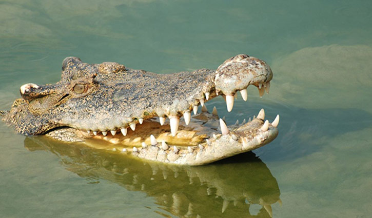 ৯ বছরের শিশু উপড়ে নিলো কুমিরের চোখ!