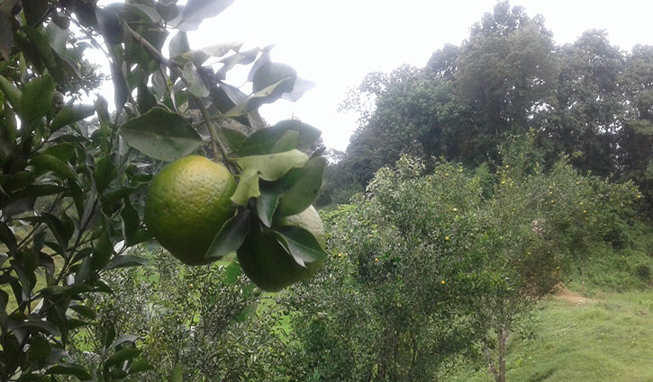 হেমন্তের বাতাসে ছড়ায় কমলার ঘ্রাণ