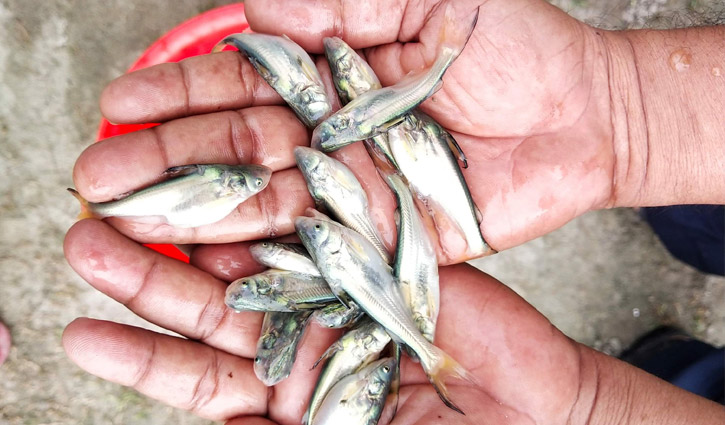 বিলুপ্তপ্রায় দেশি পাঙ্গাসের চাষ ভোলায় বিলুপ্তপ্রায় দেশি পাঙ্গাসের চাষ ভোলায়