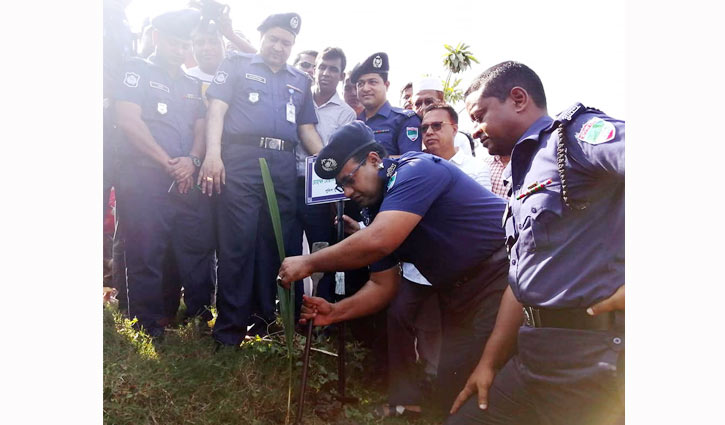 বঙ্গবন্ধুর নামে ১৯৭১টি তালের চারাগাছ রোপণ