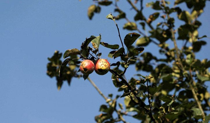 Apples hang rotting on trees in Kashmir