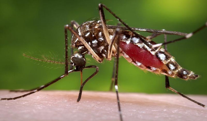 Housewife dies of dengue fever