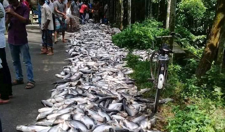 বিষ প্রয়োগে ১০ লাখ টাকার মাছ নিধন