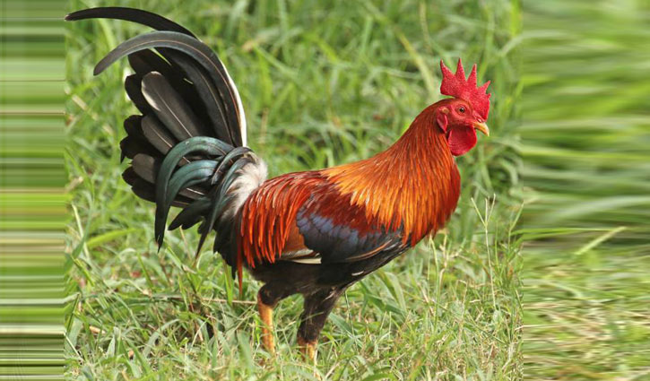 অরণ্যে বনমোরগের বিচরণ