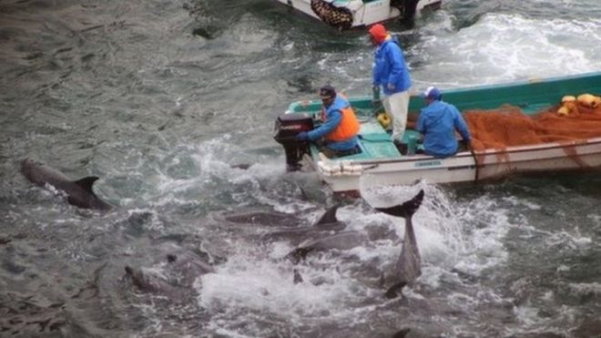 Japan starts controversial dolphin hunt